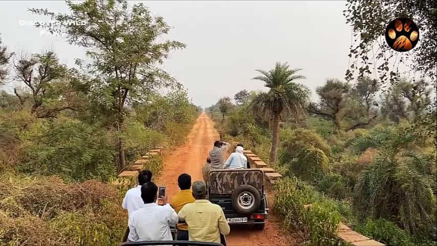 Video: Người đi xe máy chạm trán hổ dữ giữa đường và cái kết Video: Nguoi di xe may cham tran ho du giua duong va cai ket