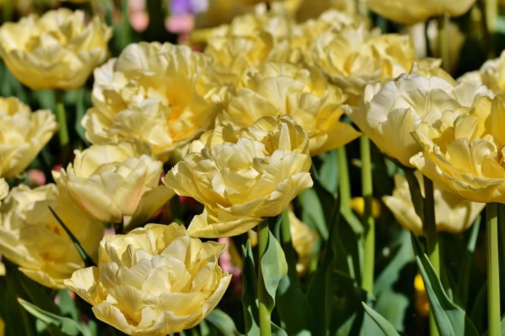 Đến khoảng thời gian này, họ thể nâng cao năng lực bằng cách học thêm các kỹ năng, kiến thức mới. Những cơ hội này sẽ tự đến với bạn thông qua bạn bè, đồng nghiệp và giúp bạn thể hiện tốt hơn với cấp trên.