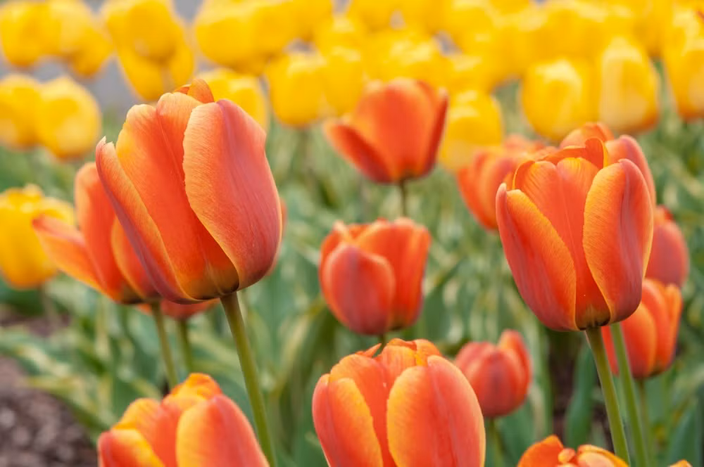 Không chỉ giỏi kiếm tiền, người sinh vào 2 ngày Âm lịchnày còn giỏi tiết kiệm, luôn âm thầm tích góp cho bản thân và gia đình. Mặt khác, trong công việc, họ tích cực và hành động dứt khoát.