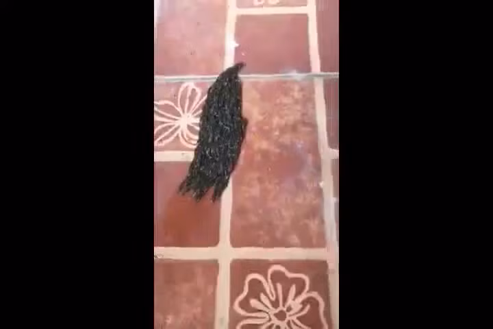 Sinh vat la mau den luc nhuc di chuyen tren san va su that