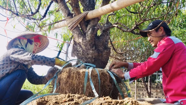 Công việc đánh gốc, di chuyển cây của mọi người thường sẽ bắt đầu từ 6h sáng đến 17h.