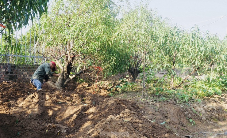 Dịp này, nhiều nông dân kéo về khu vườn đào Nhật Tân để tìm việc thời vụ kiếm thêm thu nhập.