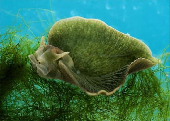 Loai dong vat duy nhat co the quang hop, an anh sang mat troi-Hinh-2