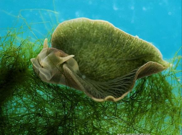 Loai dong vat duy nhat co the quang hop, an anh sang mat troi-Hinh-4