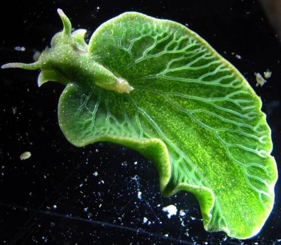 Loai dong vat duy nhat co the quang hop, an anh sang mat troi