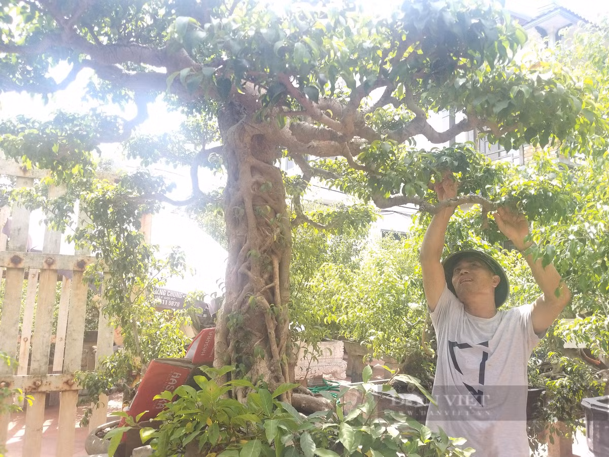 Lang cua nhung dai gia tien ty trong cay canh-Hinh-2