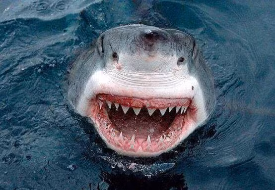 Ca map bat kha chien bai o vung bien, sao lai so ca heo?