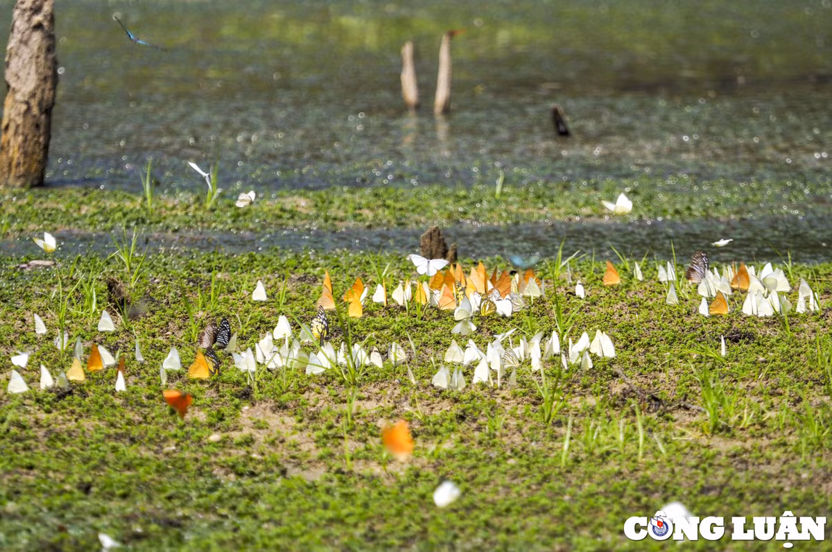 Bướm thường ra nhiều nhất vào những ngày nắng đẹp, biến nơi đây như một khu rừng đa sắc màu.