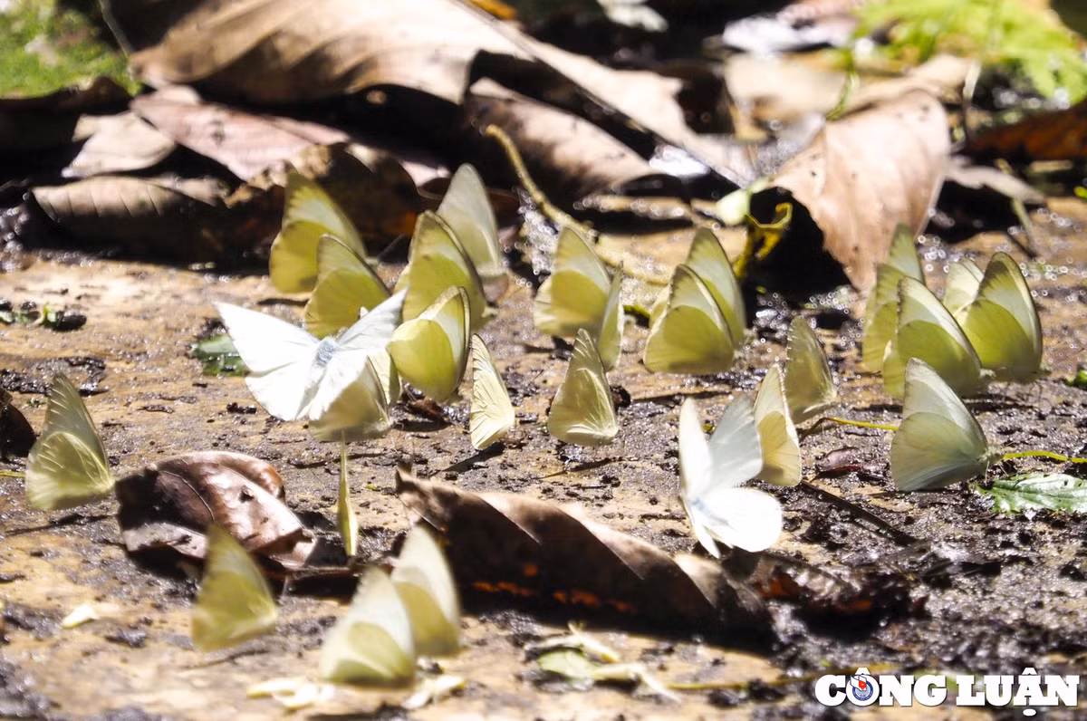 Nhưng phổ biến nhất vẫn là loài bướm trắng. Loài bướm này có sải cánh khoảng 32 - 47mm. Loài này có hai mùa bay trong năm, tháng 4 - tháng 5 và tháng 7 - tháng 8.