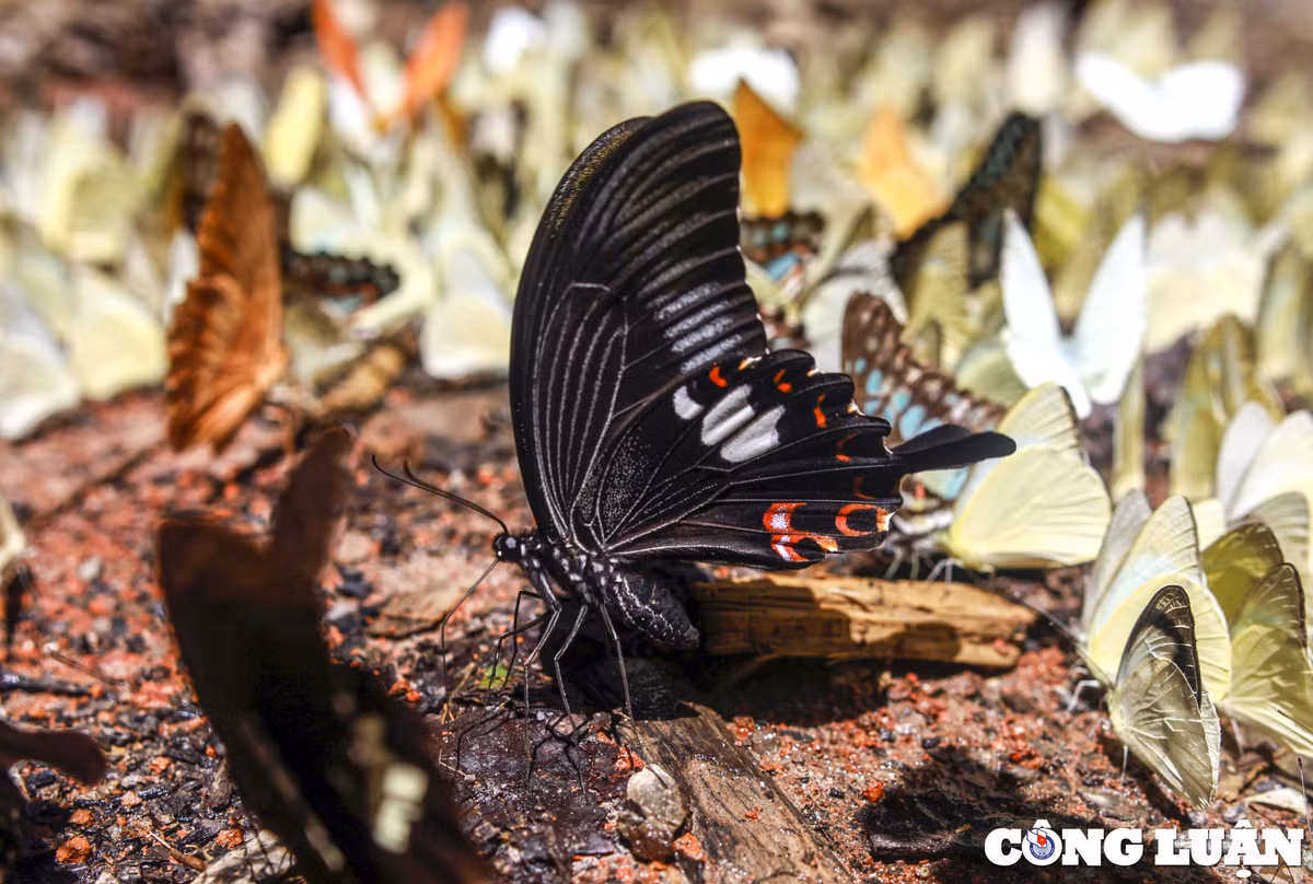 Rất nhiều loài bướm rừng đẹp đầy màu sắc như bướm phượng, bướm khế... quyến rũ bước chân của kẻ lữ hành.