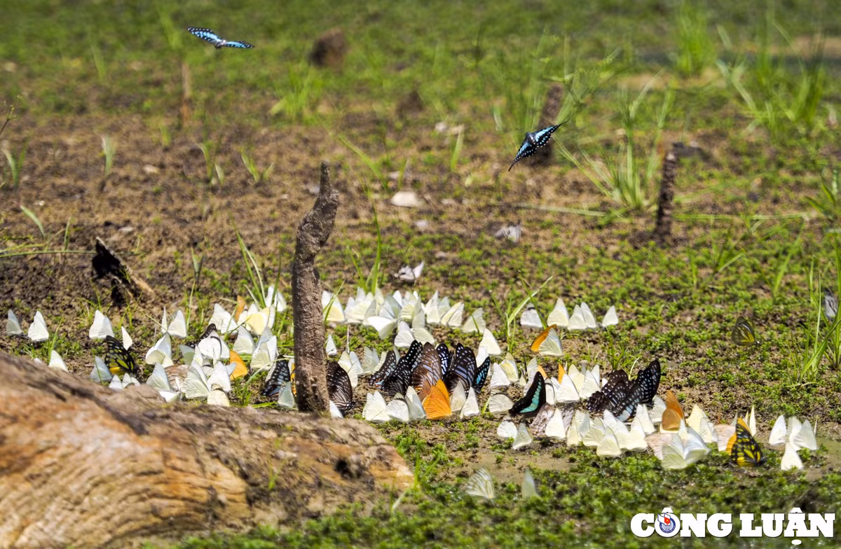 Vào những ngày hửng nắng, từng đàn bướm đủ màu sắc sẽ ra khỏi nơi trú ẩn, bay lượn rợp trời để đi kiếm ăn khiến khung cảnh nơi đây như một khu vườn cổ tích, làm du khách mê mẩn.