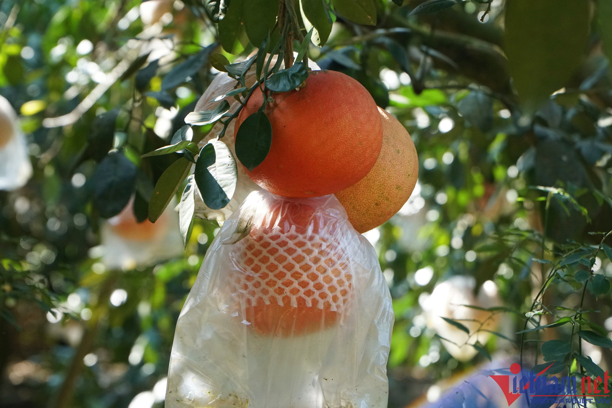 Buoi do nua trieu mot cap, thuong lai tranh nhau dat hang ban Tet-Hinh-2