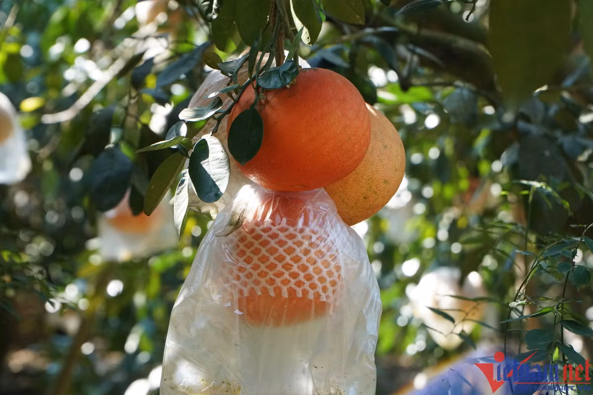 Buoi do nua trieu mot cap, thuong lai tranh nhau dat hang ban Tet-Hinh-2