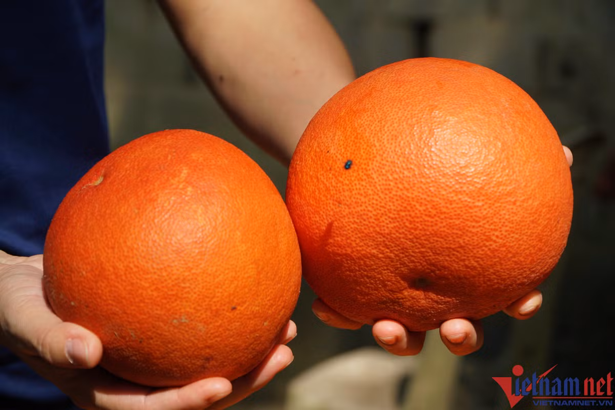 Buoi do nua trieu mot cap, thuong lai tranh nhau dat hang ban Tet-Hinh-3