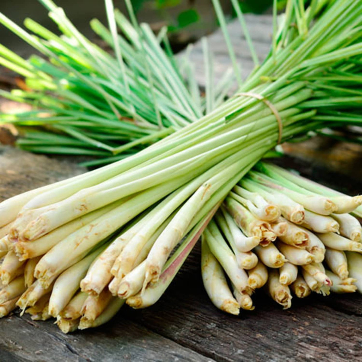 Loại cây gia vị nhẵn mặt với nhà nông, có 8 lợi ích không ngờ Loai cay gia vi nhan mat voi nha nong, co 8 loi ich khong ngo