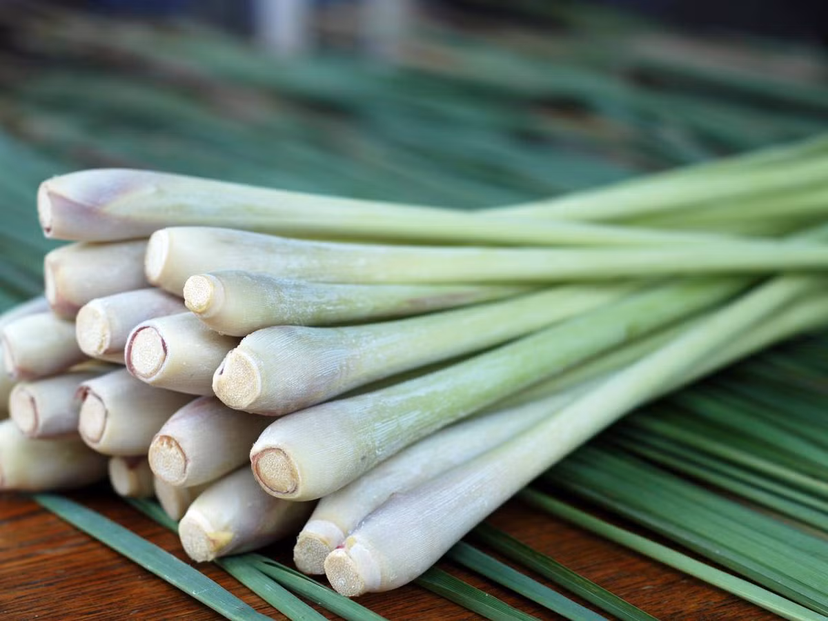 Loai cay gia vi nhan mat voi nha nong, co 8 loi ich khong ngo-Hinh-4