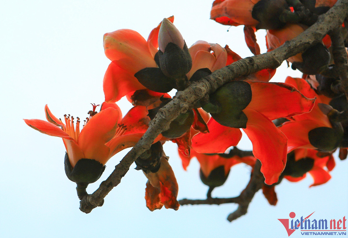 Hoa gạo là loài hoa cánh đơn có 5 cánh, cánh hoa dày, màu sắc đỏ tươi. Hoa gạo có điểm rất đặc trưng là không mọc sát nhau nhưng lại bung nở đỏ rực cùng một thời điểm.