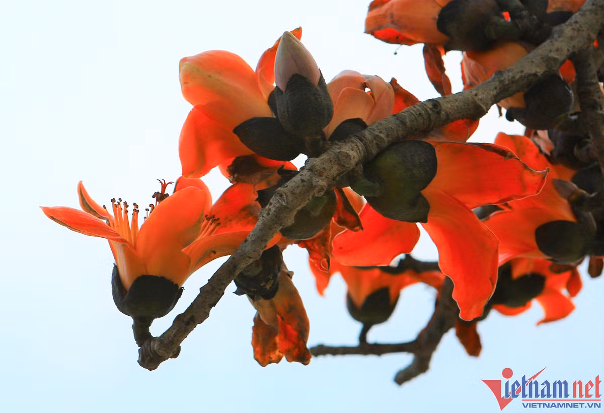 Hoa gạo là loài hoa cánh đơn có 5 cánh, cánh hoa dày, màu sắc đỏ tươi. Hoa gạo có điểm rất đặc trưng là không mọc sát nhau nhưng lại bung nở đỏ rực cùng một thời điểm.