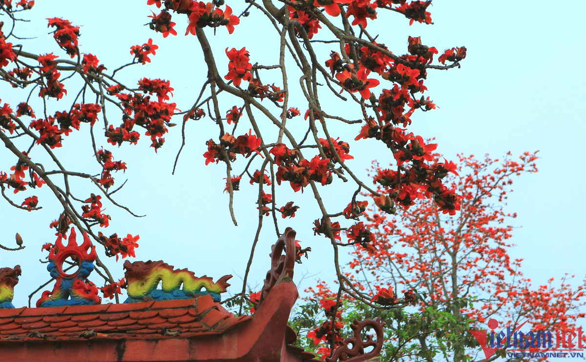 Đặc trưng của hoa gạo là lâu tàn nên thời điểm hoa gạo nở đỏ rực, nhiều người tìm đến để chụp ảnh.