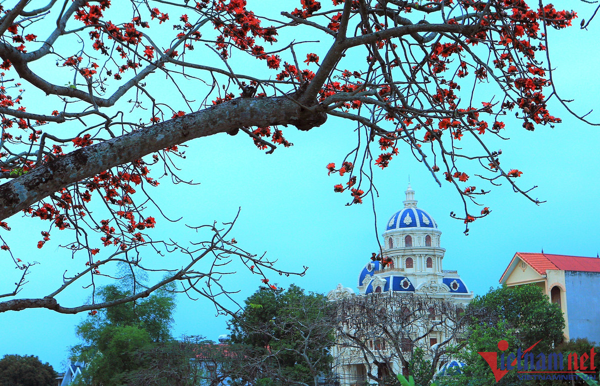Hàng cây hoa gạo nằm ngay bên khu dân cư.