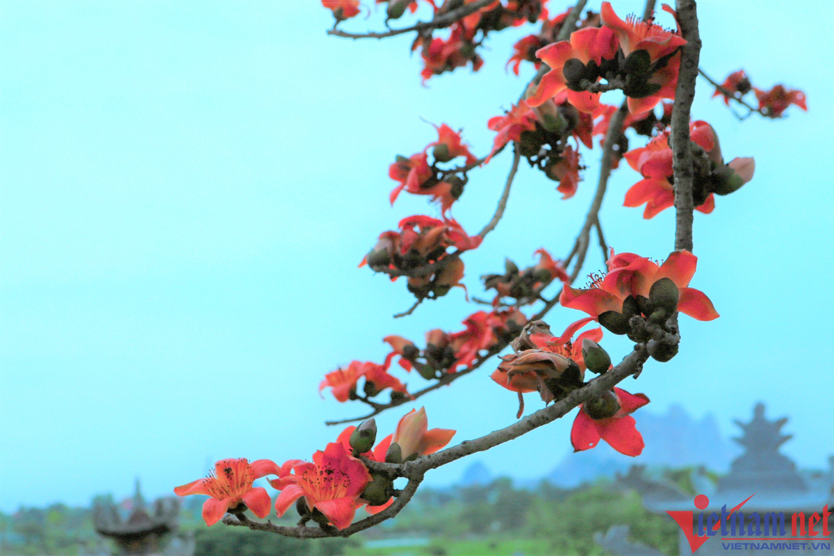 Giữa tháng 3 là thời điểm hoa gạo bung nở đồng loạt.