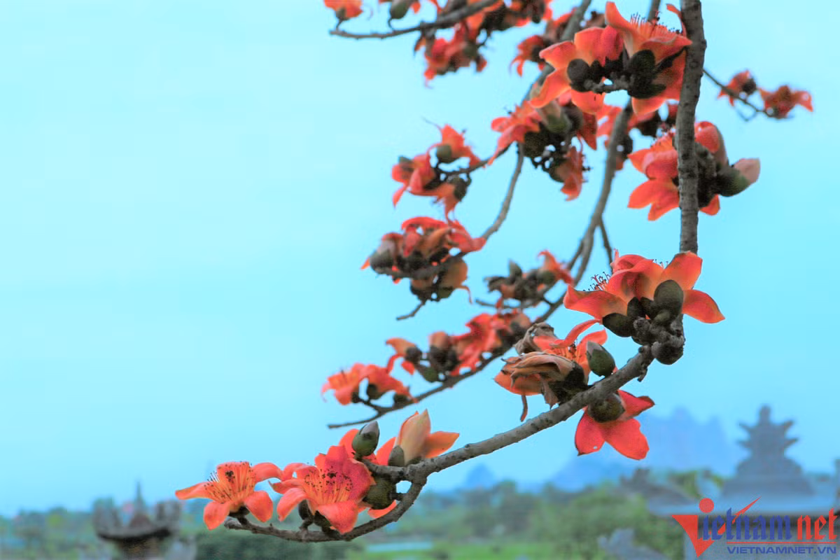 Giữa tháng 3 là thời điểm hoa gạo bung nở đồng loạt.