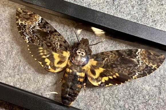 Buom bay vao nha la may hay rui?