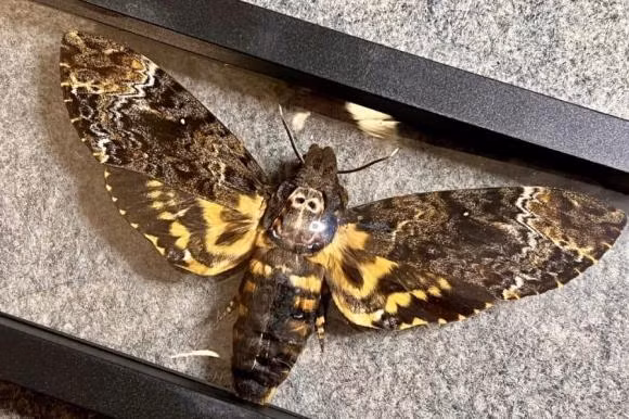 Buom bay vao nha la may hay rui?