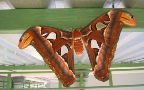 Buom bay vao nha la may hay rui?-Hinh-3