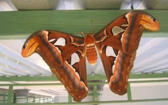 Buom bay vao nha la may hay rui?-Hinh-3