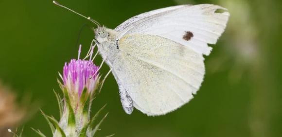 Buom bay vao nha la may hay rui?-Hinh-2