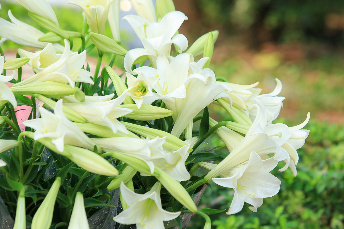 Theo đó, hoa loa kèn còn có tên gọi khác là hoa bách hợp, hoa huệ tây. Đây vốn là loài hoa đặc trưng của Hà Nội được nhiều người ưa thích. Đến mùa hoa nở, chúng tỏa mùi hương dễ chịu, không nồng mà rất nhẹ nhàng, mang đến cho mọi người vẻ khoan khoái, dễ chịu.