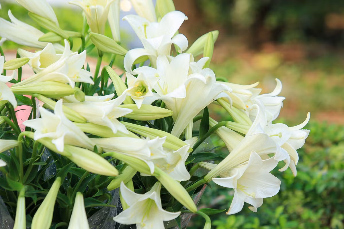 Theo đó, hoa loa kèn còn có tên gọi khác là hoa bách hợp, hoa huệ tây. Đây vốn là loài hoa đặc trưng của Hà Nội được nhiều người ưa thích. Đến mùa hoa nở, chúng tỏa mùi hương dễ chịu, không nồng mà rất nhẹ nhàng, mang đến cho mọi người vẻ khoan khoái, dễ chịu.