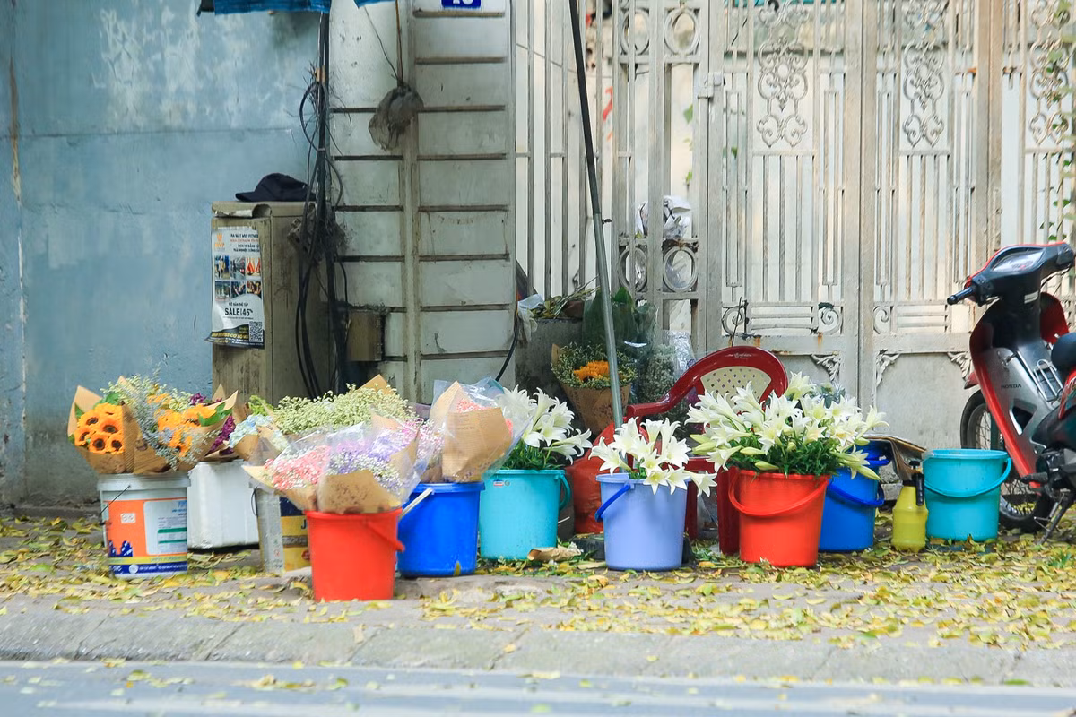 Theo tiểu thương, năm nay, giá hoa loa kèn đầu vụ rẻ hơn so với nhiều năm trước. Hiện tại, giá hoa loa kèn chỉ giá 50.000 đồng một bó gồm 10 bông”.