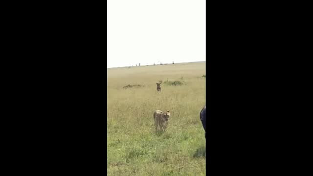 Video: Trâu rừng "tử chiến" với 7 sư tử để bảo vệ con Video: Trau rung