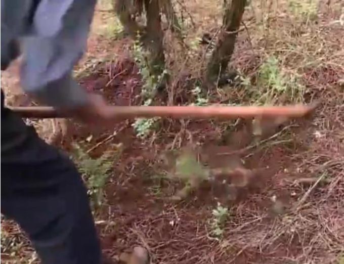 "Hòn đá" đen sì tỏa mùi thơm, chuyên gia: 1 tỷ mua được 2kg "Hòn đá" đen sì tỏa mùi thơm, chuyên gia: 1 tỷ mua được 2kg ảnh 1