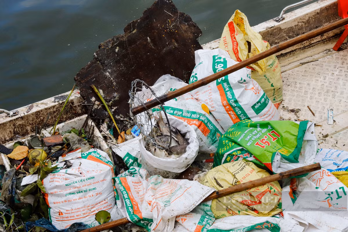 Được biết, trong 3 ngày qua, công ty TNHH MTV Thoát nước Hà Nội đã bố trí nhiều ca kíp để vớt cá chết.