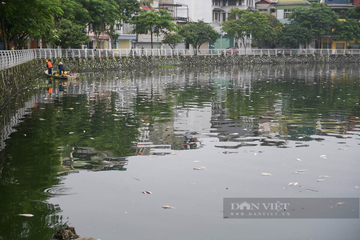 Trước đó, ngày 17/9, số lượng cá chết tại hồ Tây rất lớn, lan tỏa trên mặt hồ vào ban đêm và sáng sớm, rồi trôi dạt vào khu vực ven bờ.