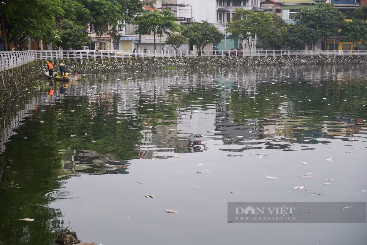 Trước đó, ngày 17/9, số lượng cá chết tại hồ Tây rất lớn, lan tỏa trên mặt hồ vào ban đêm và sáng sớm, rồi trôi dạt vào khu vực ven bờ.