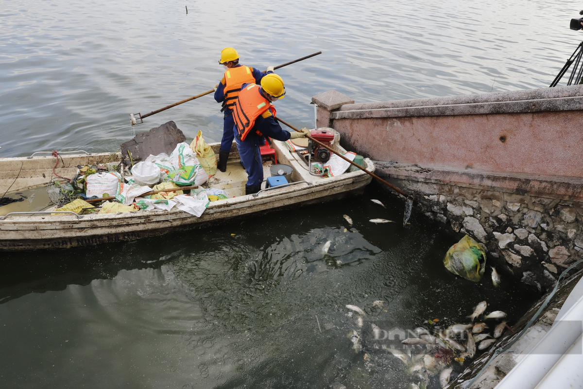 Tại khu vực đường Nguyễn Đình Thi - Trích Sài, xác cá chết trôi dạt vào bờ, bốc mùi hôi thối nồng nặc.