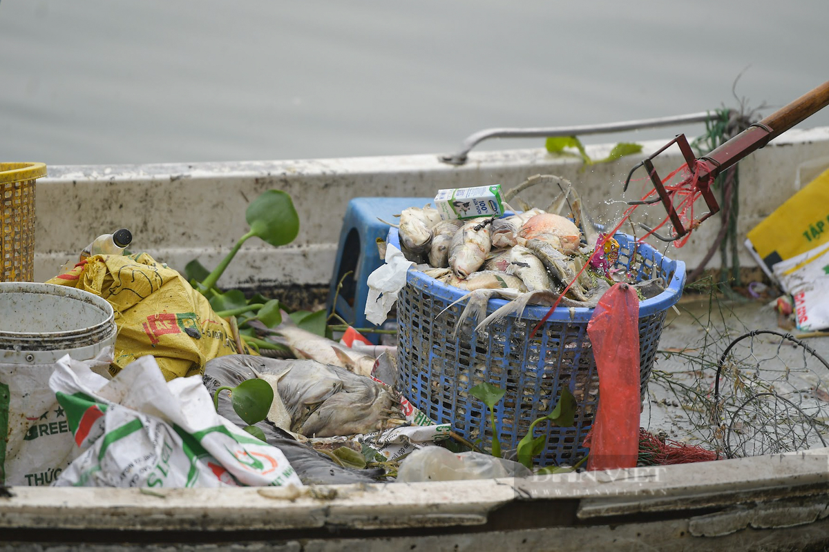 Theo Công ty TNHH MTV Thoát nước Hà Nội, đã xác định một số nguyên nhân gây ra hiện tượng cá chết ở hồ Tây, bao gồm thay đổi thời tiết, thiếu không khí và hàm lượng oxy trong nước giảm, chất lượng nước bị ô nhiễm và chứa khí độc (do bùn, tảo...).