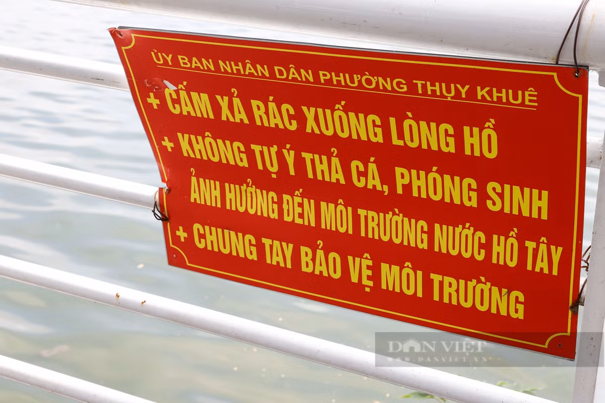 Người dân sinh sống chung quanh hồ Tây cho rằng, đây là cá do dân phóng sinh trong dịp Tháng Bảy Âm lịch.