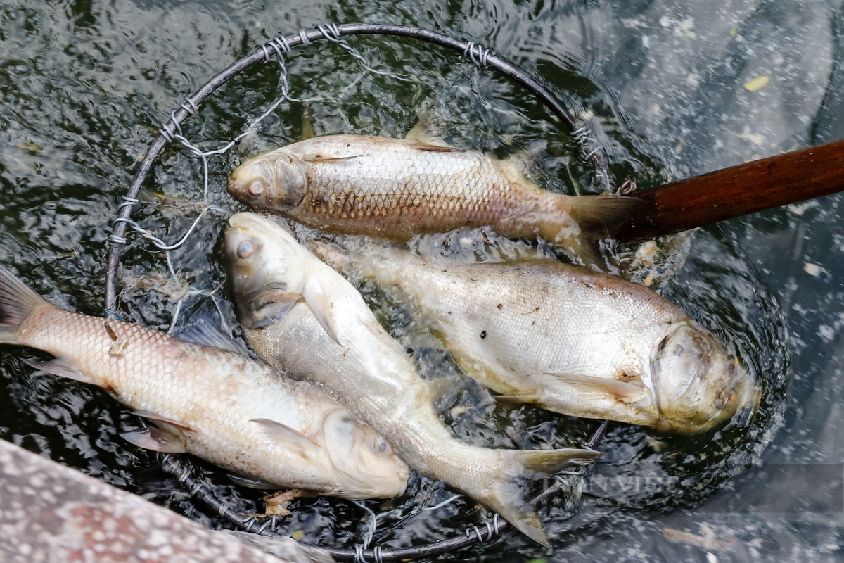 Hầu hết cá bị chết là cá mè, có trọng lượng nhỏ.