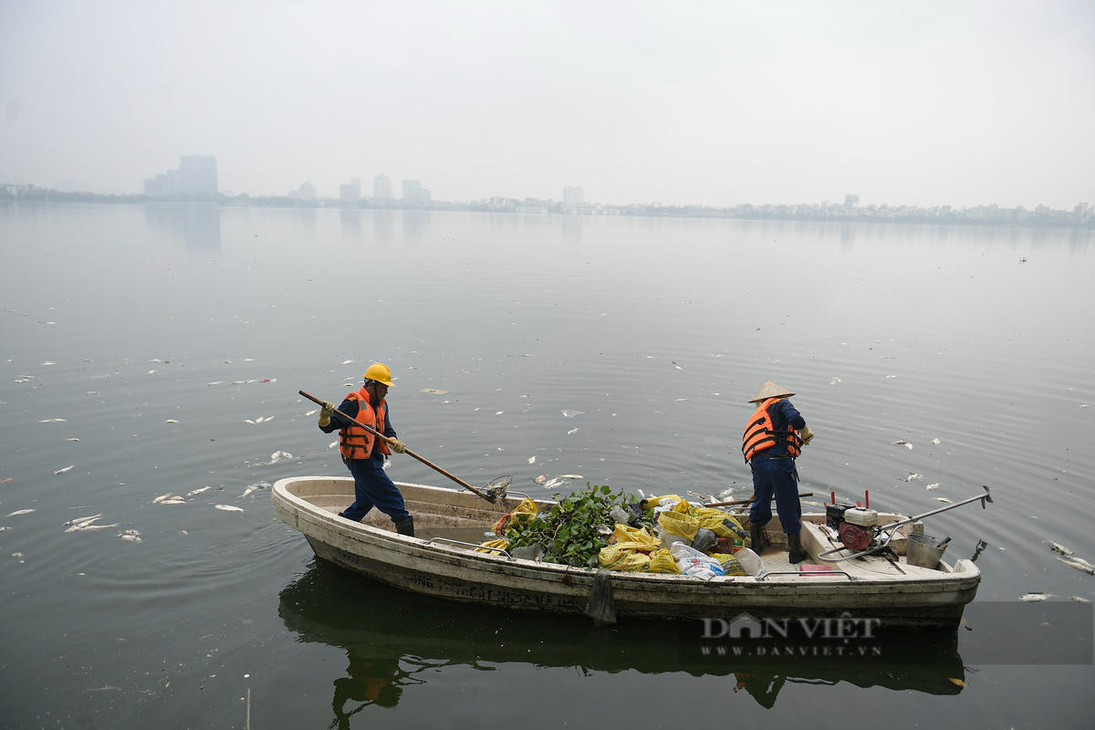 UBND quận Tây Hồ cho biết, thời gian tới sẽ tiếp tục chỉ đạo các UBND các phường xung quanh hồ và các đơn vị chức năng tiếp tục theo dõi, hợp tác và đôn đốc Công ty TNHH MTV Thoát nước Hà Nội để tăng cường thu vớt cá chết từ xa trước khi trôi vào bờ, nhằm giảm thiểu ô nhiễm môi trường nước hồ và đảm bảo cảnh quan.