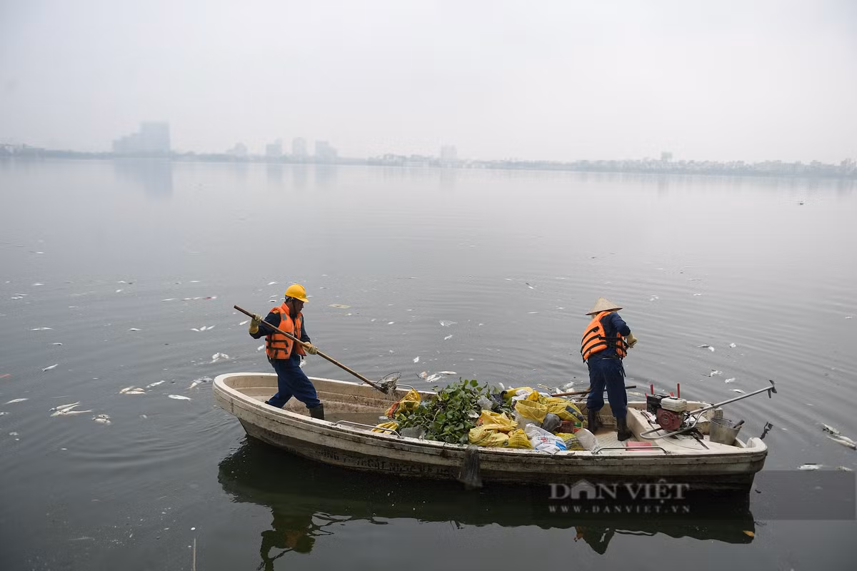 UBND quận Tây Hồ cho biết, thời gian tới sẽ tiếp tục chỉ đạo các UBND các phường xung quanh hồ và các đơn vị chức năng tiếp tục theo dõi, hợp tác và đôn đốc Công ty TNHH MTV Thoát nước Hà Nội để tăng cường thu vớt cá chết từ xa trước khi trôi vào bờ, nhằm giảm thiểu ô nhiễm môi trường nước hồ và đảm bảo cảnh quan.