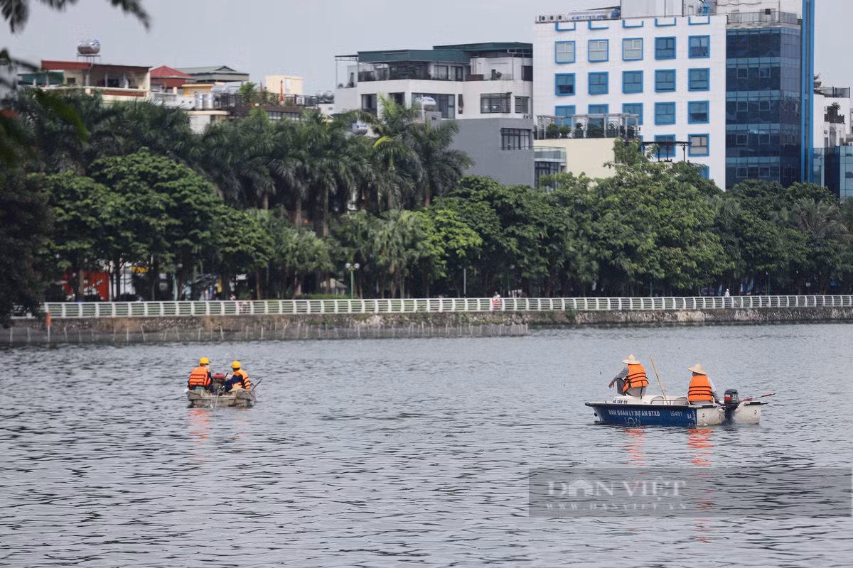 Ghi nhận sáng ngày 19/9 tại khu vực hồ Tây, ngay từ sáng sớm, lực lượng công nhân thuộc Công ty TNHH MTV Thoát nước Hà Nội đã chia làm nhiều hướng để vớt xác cá chết.