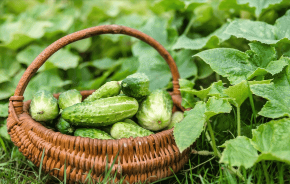 Du luong thuoc tru sau cua 3 loai rau bang 0, ban nen mua-Hinh-4