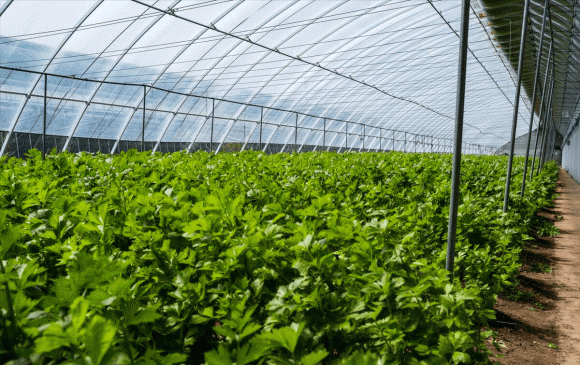 Du luong thuoc tru sau cua 3 loai rau bang 0, ban nen mua-Hinh-3