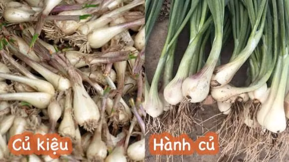 Cu hanh va cu kieu khac nhau the nao?