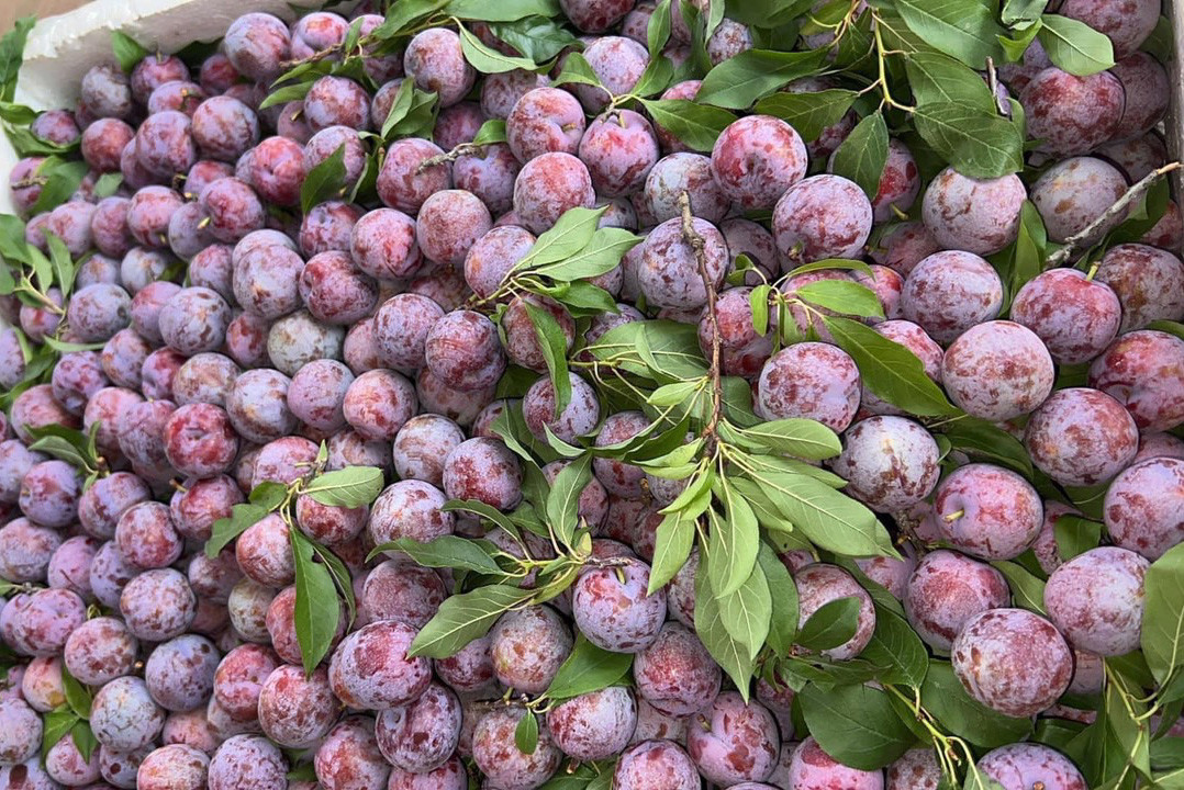 Man chin do o vua trai cay lon nhat mien Bac-Hinh-3